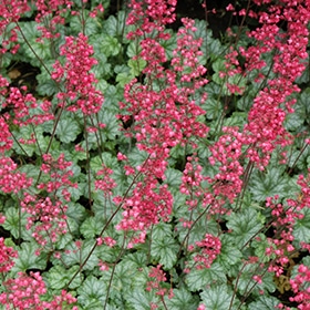 'Paris' Coralbells #1