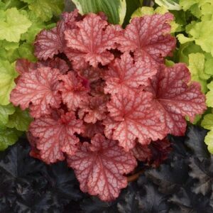 'Peachberry Ice' Coralbells