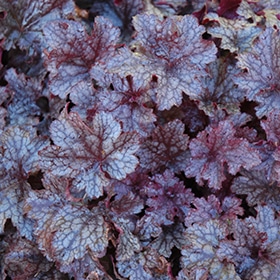 'Plum Pudding' Coralbells