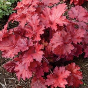 'Forever Red' Coralbells