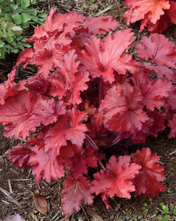 'Forever Red' Coralbells