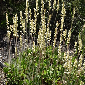 Prairie Alumroot