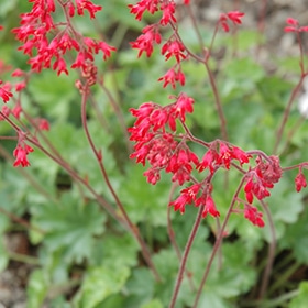 'Ruby Bells' Coralbells