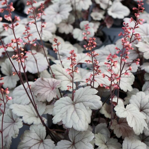 'Silver Gumdrop' Coralbells - Image 2