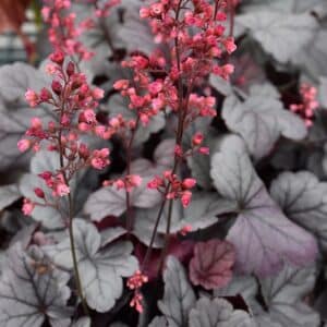 'Silver Gumdrop' Coralbells
