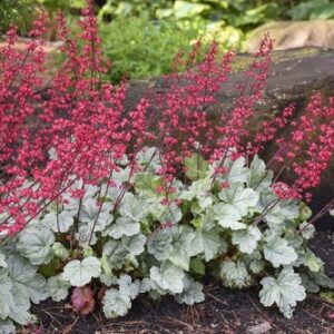 'Spearmint' Coralbells