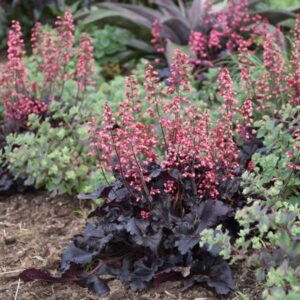 'Timeless Night' Coralbells