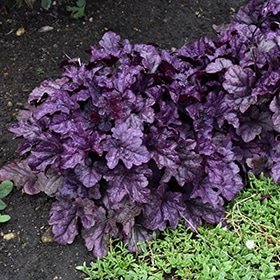 'Wildberry' Coralbells