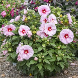 'All Eyes on Me' Hibiscus