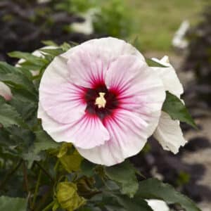 'Angel Eyes' Hibiscus