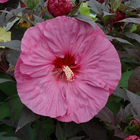 'Berry Awesome' Hibiscus