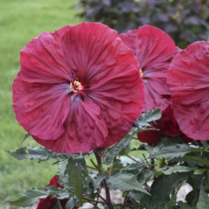 'Blackberry Merlot' Hibiscus
