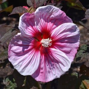 'Cherry Choco Latte' Hibiscus