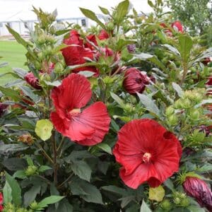 'Cranberry Crush' Hibiscus