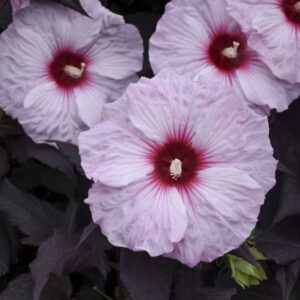 'Dark Mystery' Hibiscus