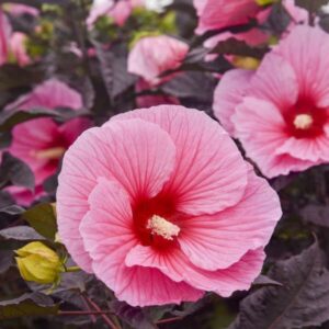 'Edge Of Night' Hibiscus