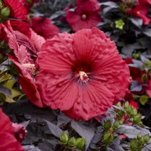 'Holy Grail' Hibiscus