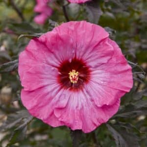 'Inner Glow' Hibiscus