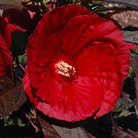 'Midnight Marvel' Hibiscus