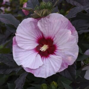 'Perfect Storm' Hibiscus