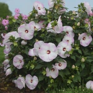 'Ballet Slippers' Hibiscus