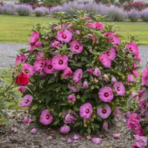 'Candy Crush' Hibiscus