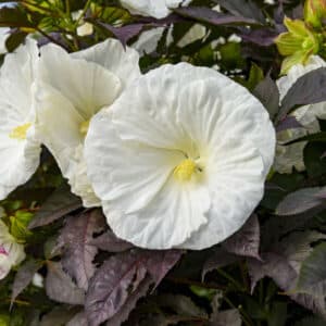 'Cookies and Cream' Hibiscus