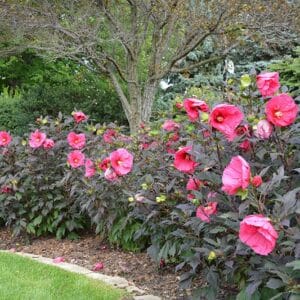 'Evening Rose' Hibiscus