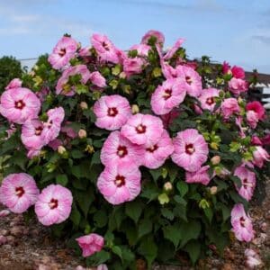'Spinderella' Hibiscus
