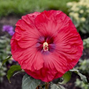Valentine's Crush' Hibiscus