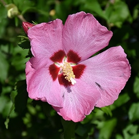 Rose Of Sharon, 'Aphrodite'