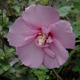 Rose Of Sharon, 'Azurri Satin'