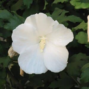 Rose of Sharon, 'Diana'