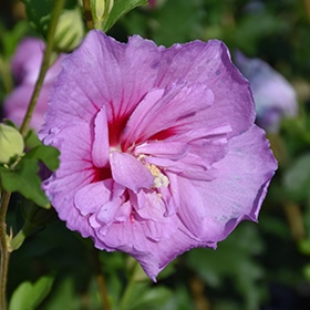 Rose Of Sharon, 'Lavender Chiffon'