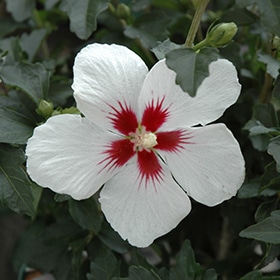 Rose Of Sharon, 'Little Kim'