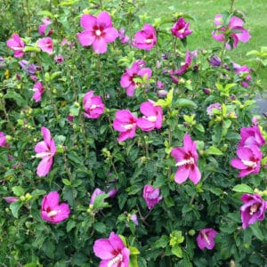 Rose of Sharon, 'Little Kim Violet'