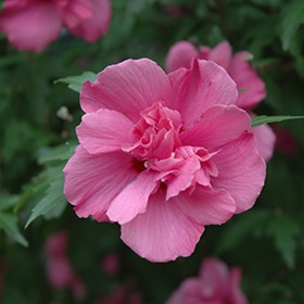 Rose Of Sharon, 'Lucy'