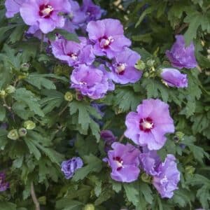 Rose of Sharon, 'Minerva' 3.0'