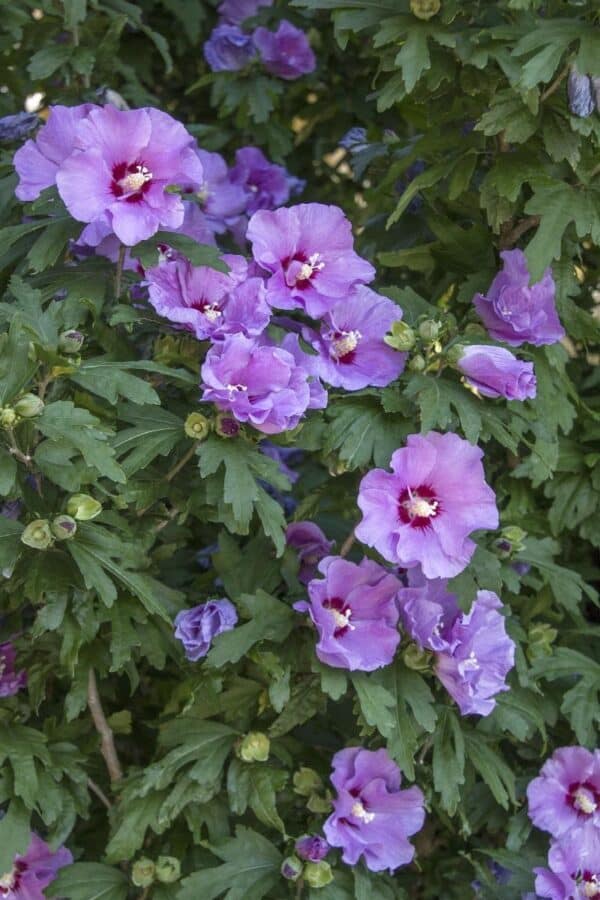 Rose of Sharon, 'Minerva' 3.0'