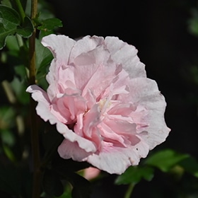 Rose Of Sharon, 'Pink Chiffon'