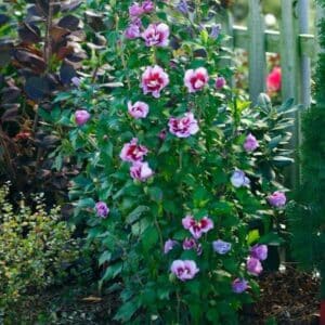 Rose of Sharon, 'Purple Pillar'