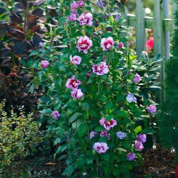Rose of Sharon, 'Purple Pillar'