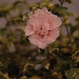 Rose Of Sharon, Sugar Tip