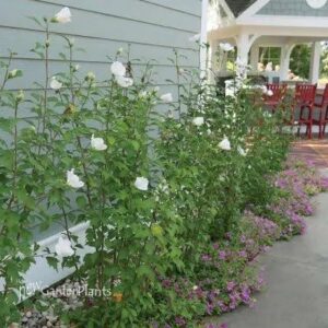 Rose of Sharon, 'White Pillar'