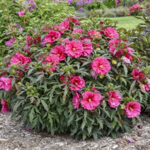 'Watermelon Ruffles' Hibiscus