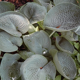 'Abiqua Drinking Gourd' Hosta