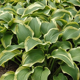 'Atlantis' Hosta