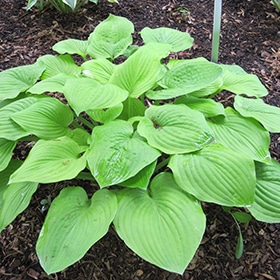 'August Moon' Hosta