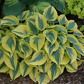 'Autumn Frost' Hosta #1