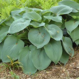 'Big Daddy' Hosta